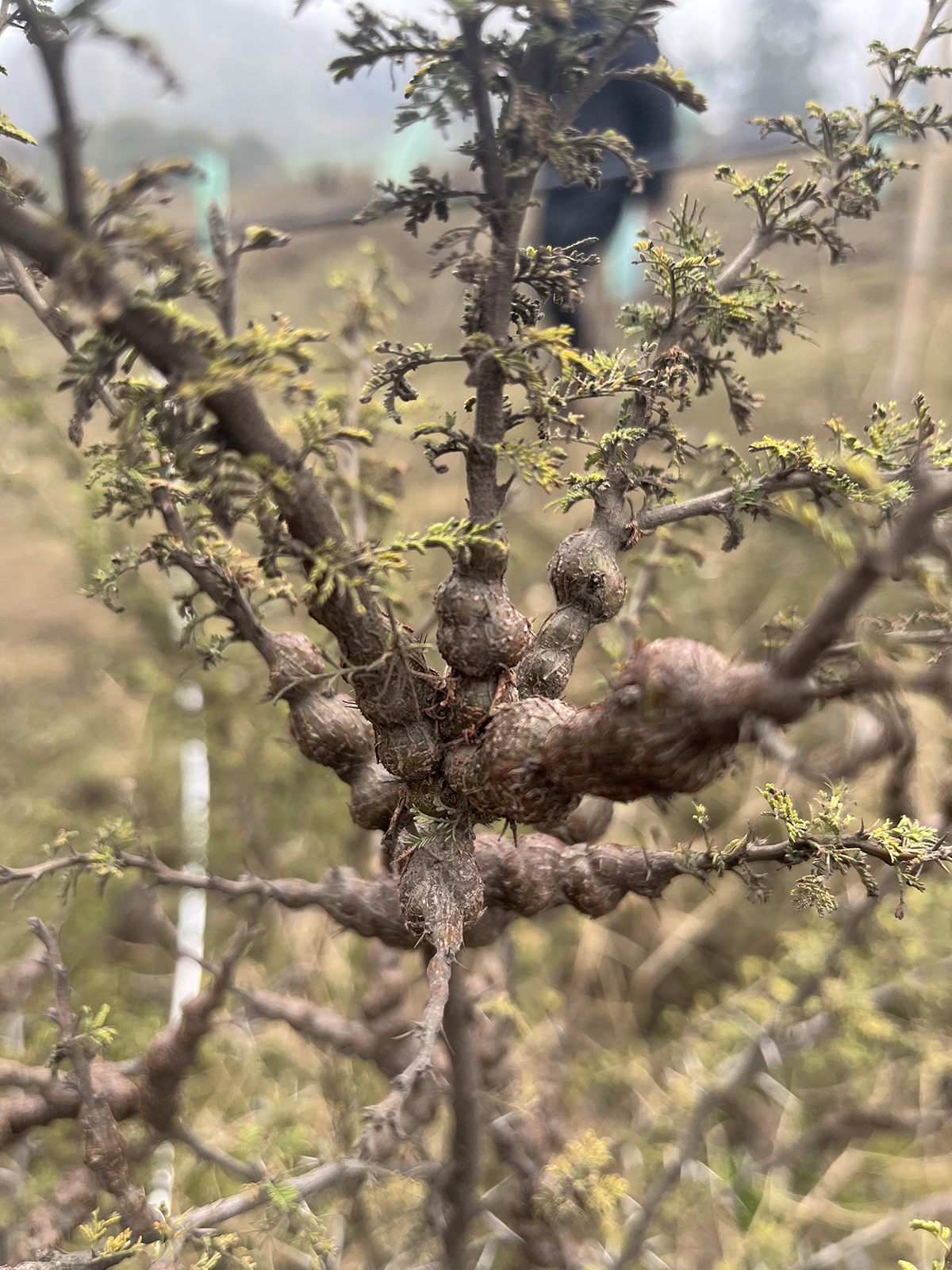 Plantación para Compensaciones Ambientales y Mitigación de impactos en Proyectos Sostenibles