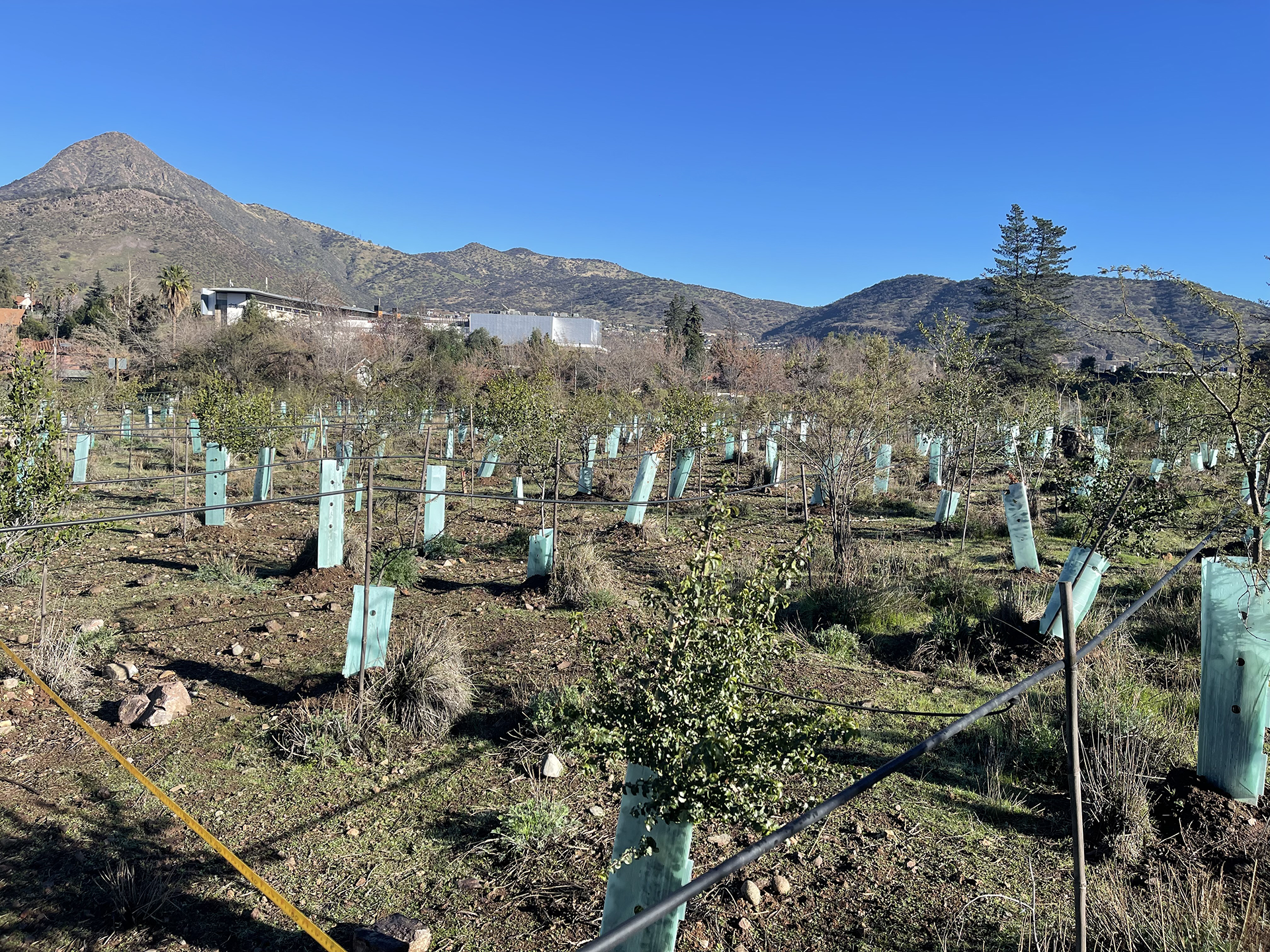 Obras Ambientales de Vegetación: Plantación para Compensaciones Ambientales y Mitigación