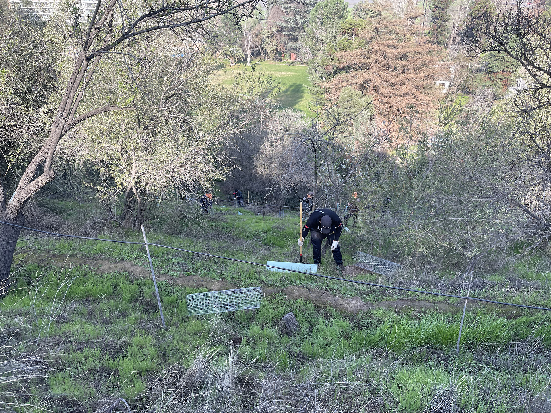 Ejecución de planes de Reforestación y Vegetación para Restauración Ambiental