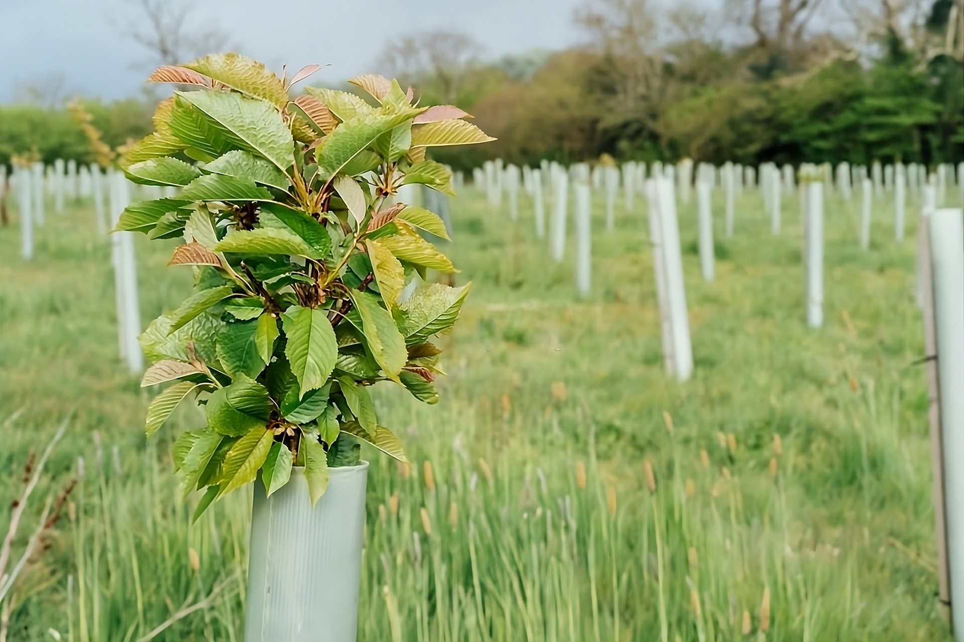 Árbol joven protegido: Parte de Obras Ambientales para Reforestación y Restauración Ambiental