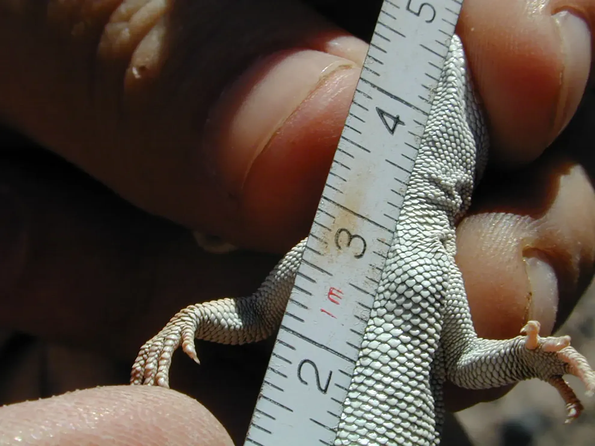 Medición de lagarto para EIA. Importante para la Evaluación y Líneas de base de Vida Silvestre