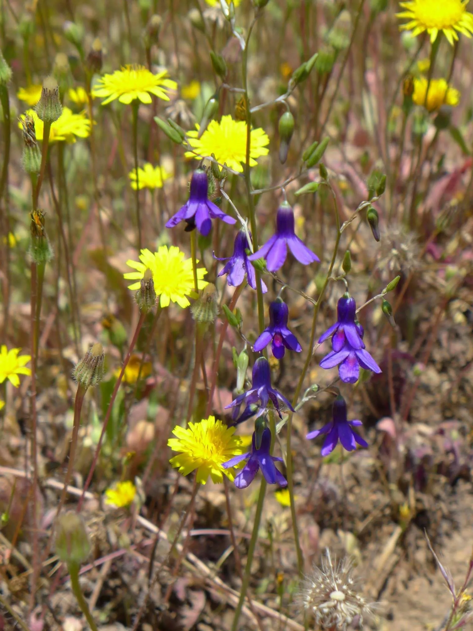 Primer plano de especies de flora. Importante para la Conservación y Estudios florísticos botánicos