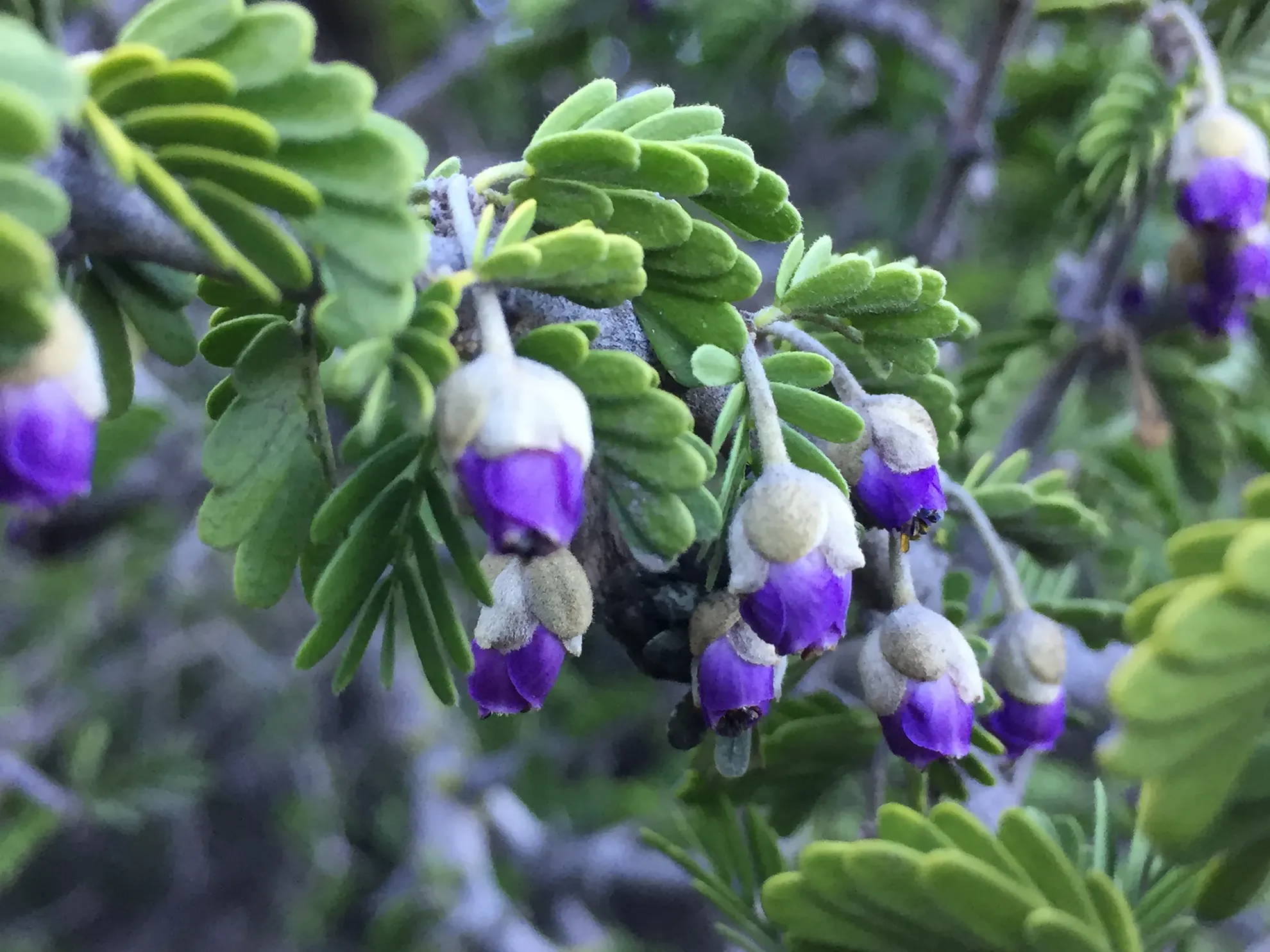 Especies vegetales con flores. Su Evaluación es clave para la Gestión de la Flora y la Biodiversidad