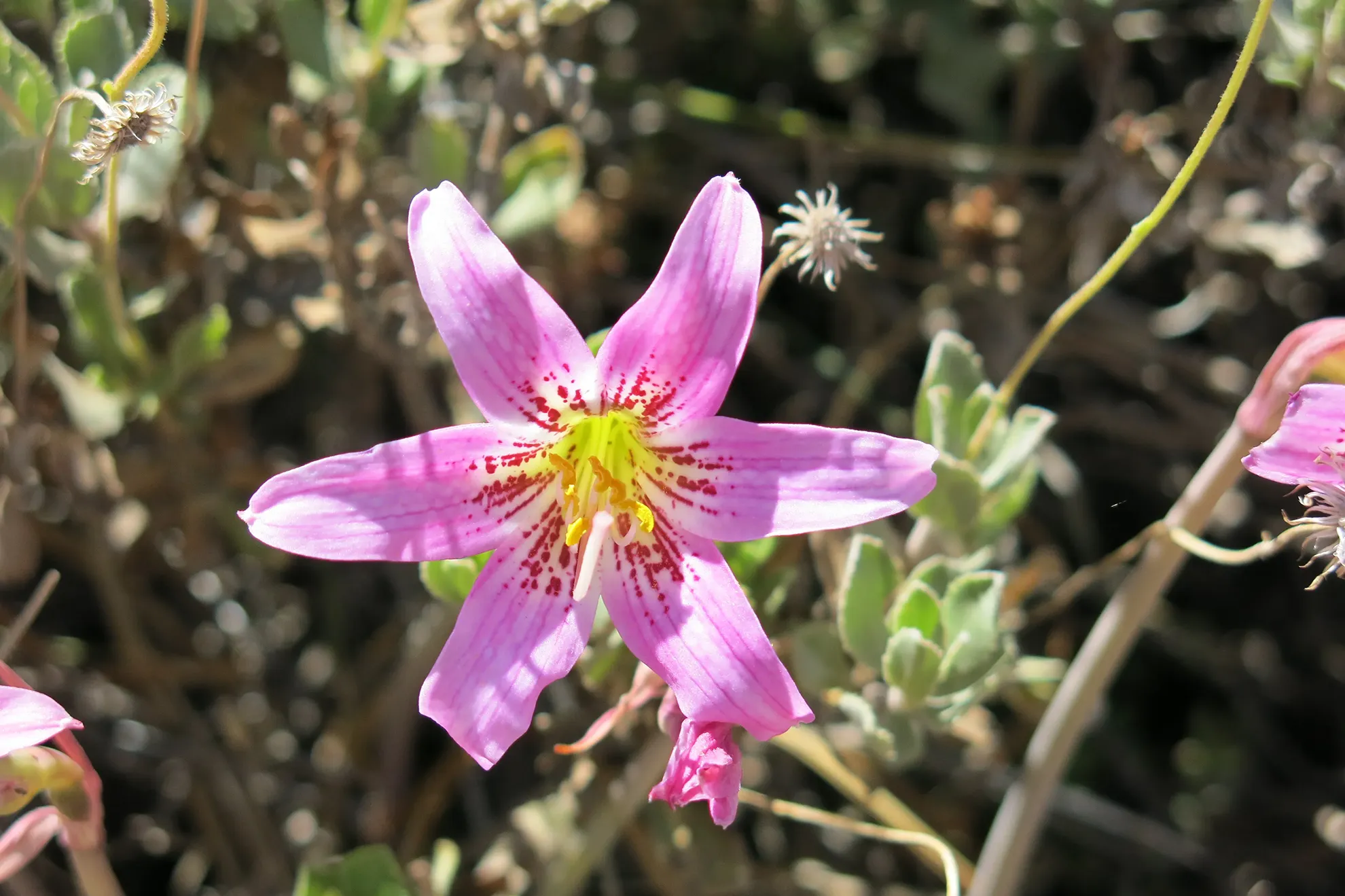 Primer plano de una Añañuca. Su Conservación es vital para la Flora y gestión de las especies