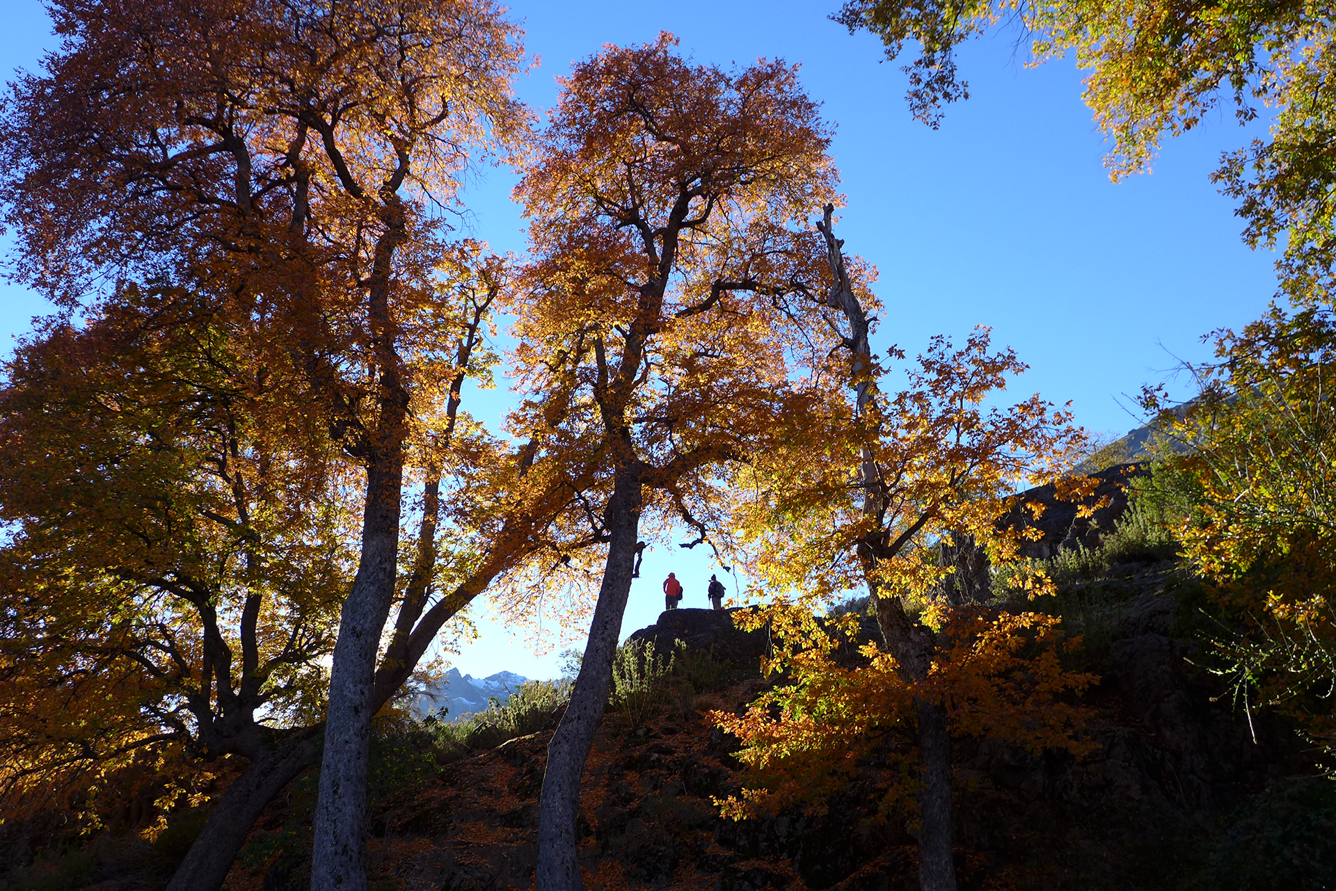 Área Forestal: Expertos en paisaje montañoso con árboles altos. Para Gestión Sostenible y Conservación