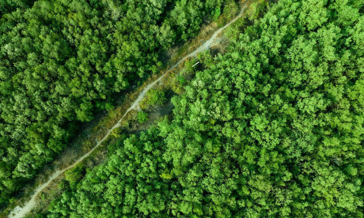 Entorno verde sostenible con bosque. Importante para Manejo Forestal, cero emisiones y Conservación