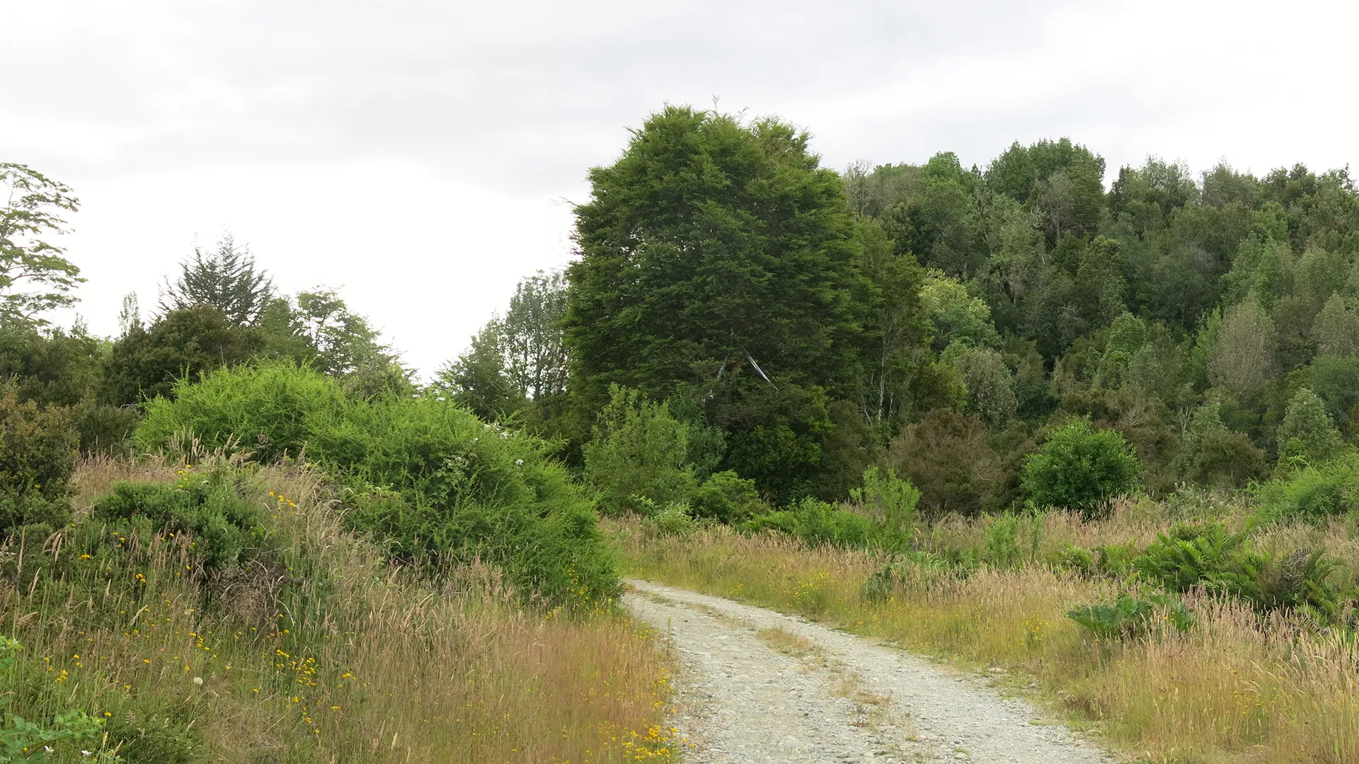 Área natural con camino. Para Caracterizaciones del Paisaje, Conservación y Planes de seguimiento