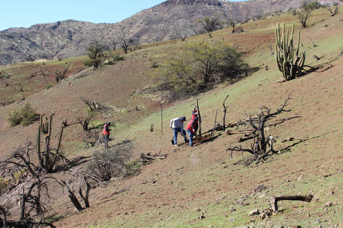 Bosque esclerófilo — Chacabuco