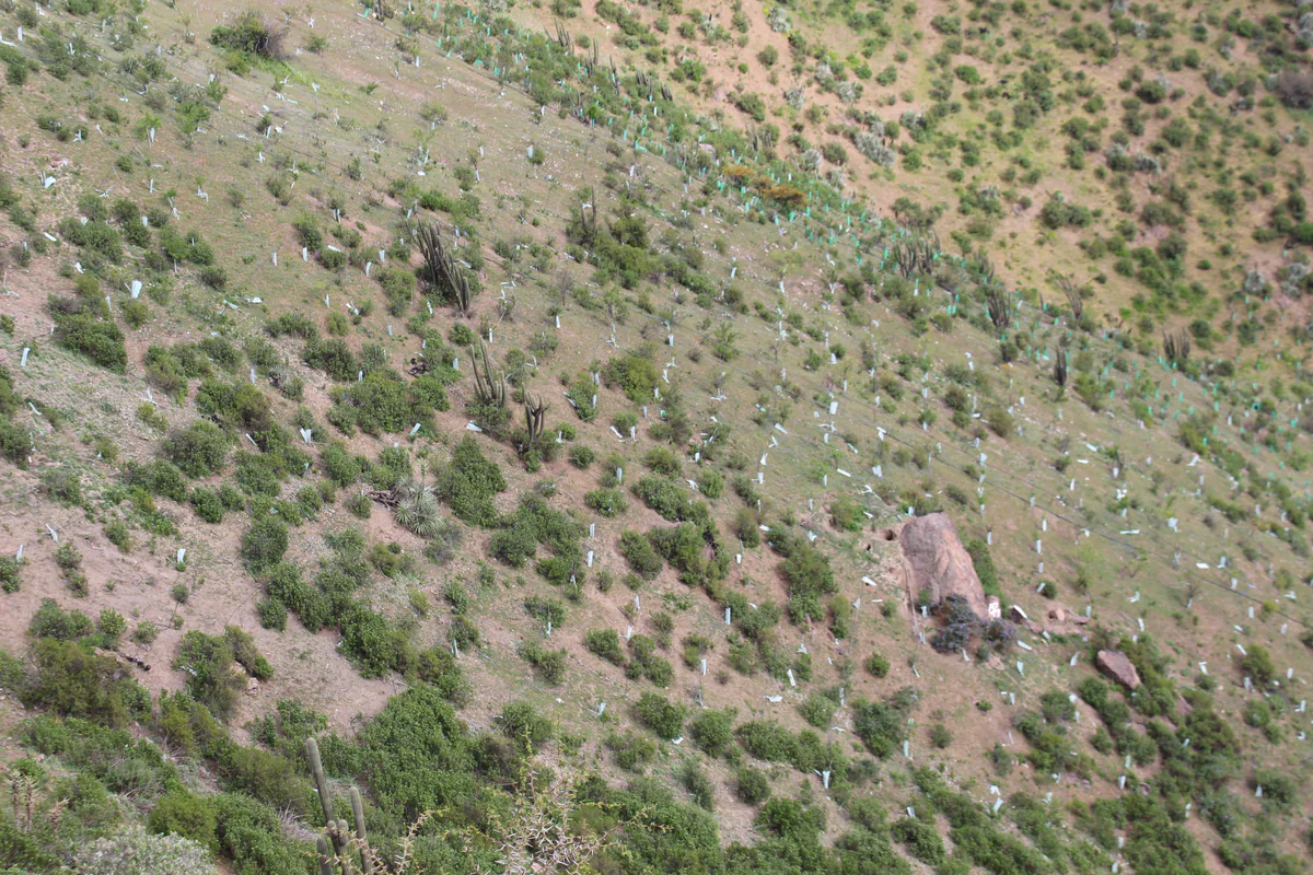Bosque en desarrollo — Fundo Lonquén