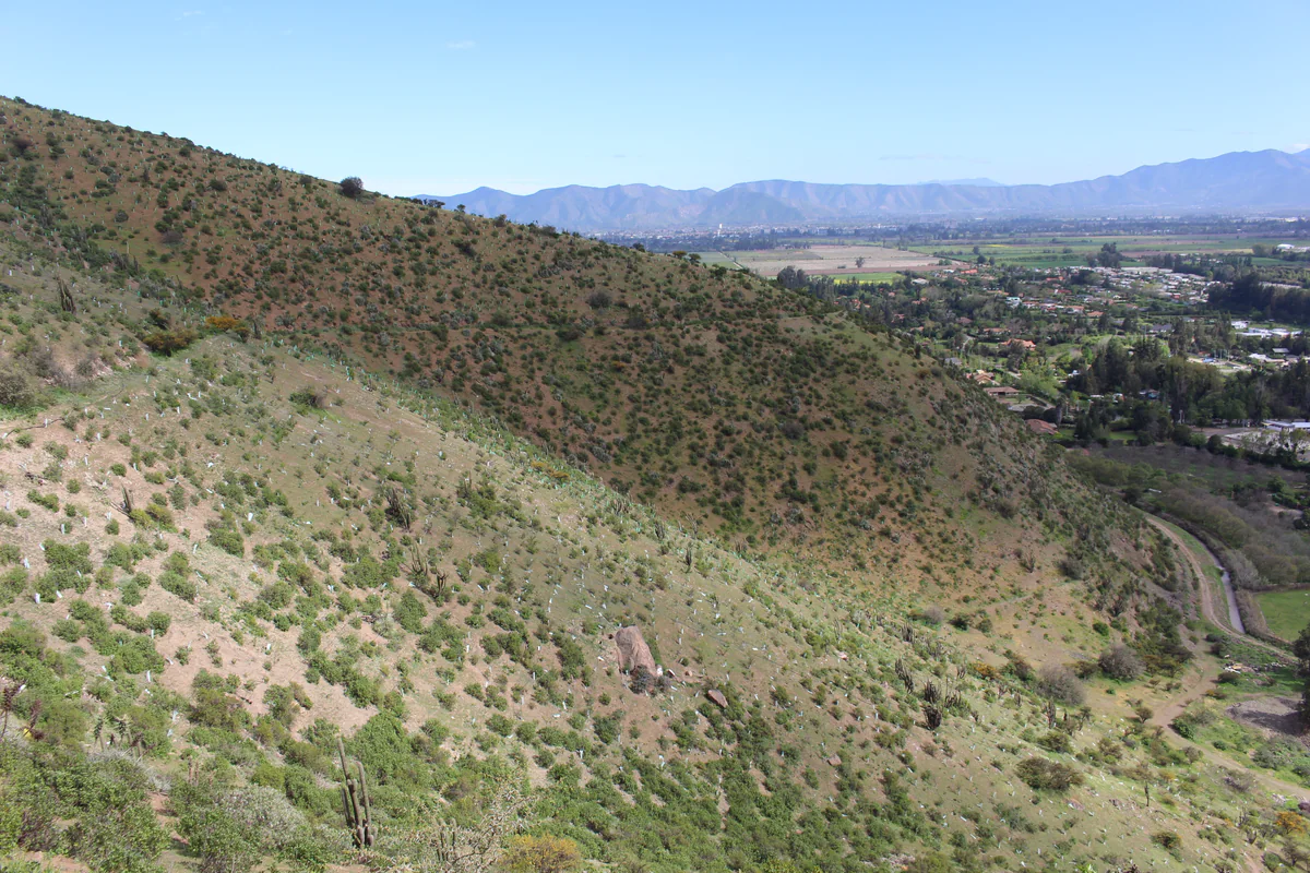 Plantación nativa — Fundo Lonquén
