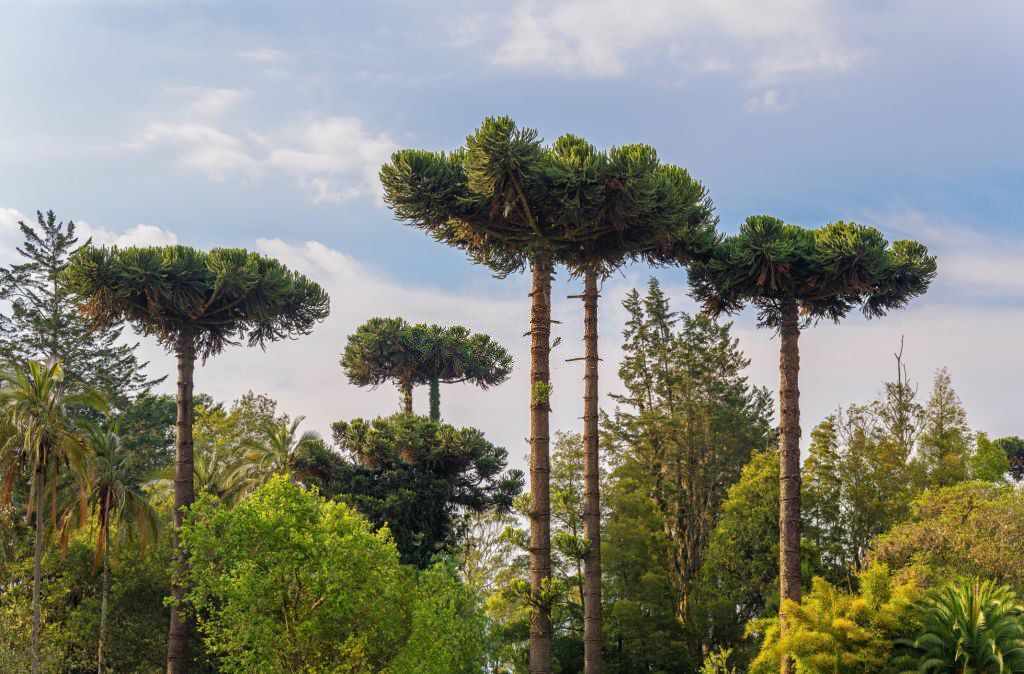 Consultoría ambiental integral para la industria forestal en Chile